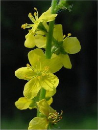 Agrimony Agrimony