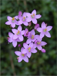 Centaury