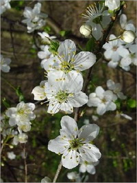 Cherry Plum Cherry Plum