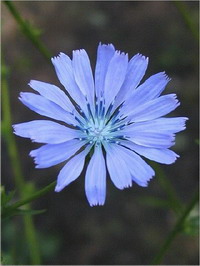 Chicory Chicory