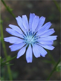 Chicory