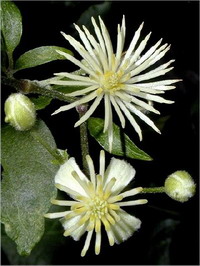 Clematis