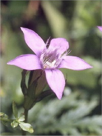 Gentian