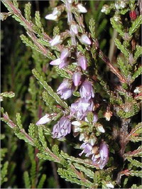 Heather Heather