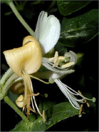 Honeysuckle