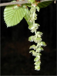 Hornbeam Hornbeam