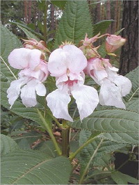 Impatiens Impatiens