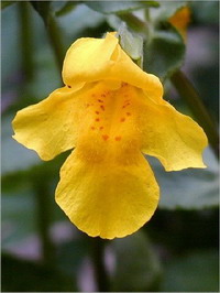 Mimulus