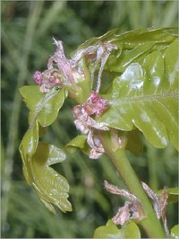 Oak Oak