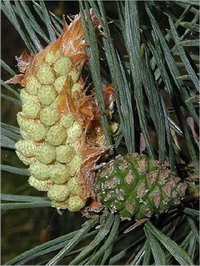 Pine Pine