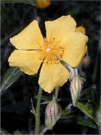 Rock Rose Rock Rose