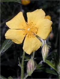 Rock Rose