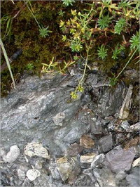 Rock Water Rock Water