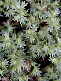 Skleranthus Skleranthus