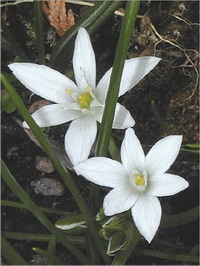Star of Bethlehem Star of Bethlehem