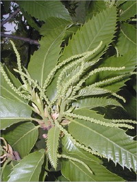 Sweet Chestnut Sweet Chestnut