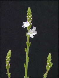 Vervain Vervain