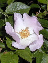 Wild Rose Wild Rose